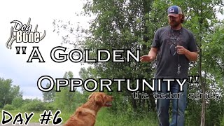 Training a High Energy Golden Foundation : A Golden Opportunity | Day #6