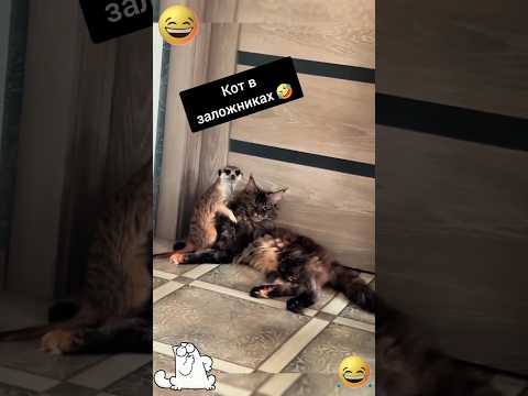 Мой🤣#юмор#ржака#смешно#ржака#приколы#прикол#кот#чувства#жиза#животные#обними#любовь#отношения#лол