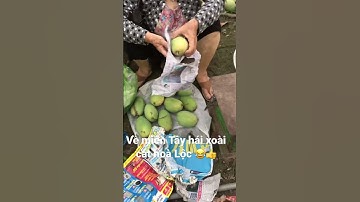 Hái xoài cát hoà Lộc ở miền Tây