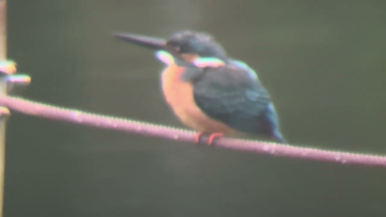 ピンコさま専用　　カワセミ 善福寺公園 カワセミ - YouTube