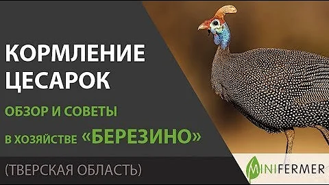 Чем кормить цесарок ? Рацион, суточные нормы и другие секреты в хозяйстве Березино.