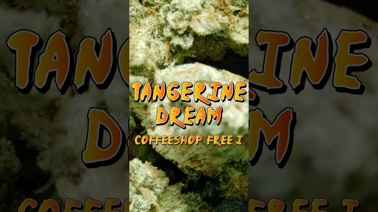 TANGERINE DREAM 🍃 COFFEESHOP FREE I AMSTERDAM ❌❌❌