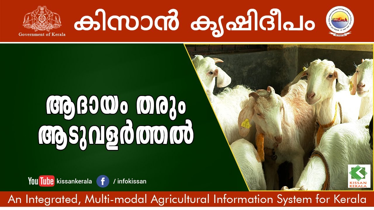 Kissan Krishideepam Episode 972 Part 1   Profitable goat rearing