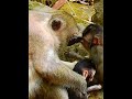 #Cutes Babies Monkey, And Daisy's baby# 11