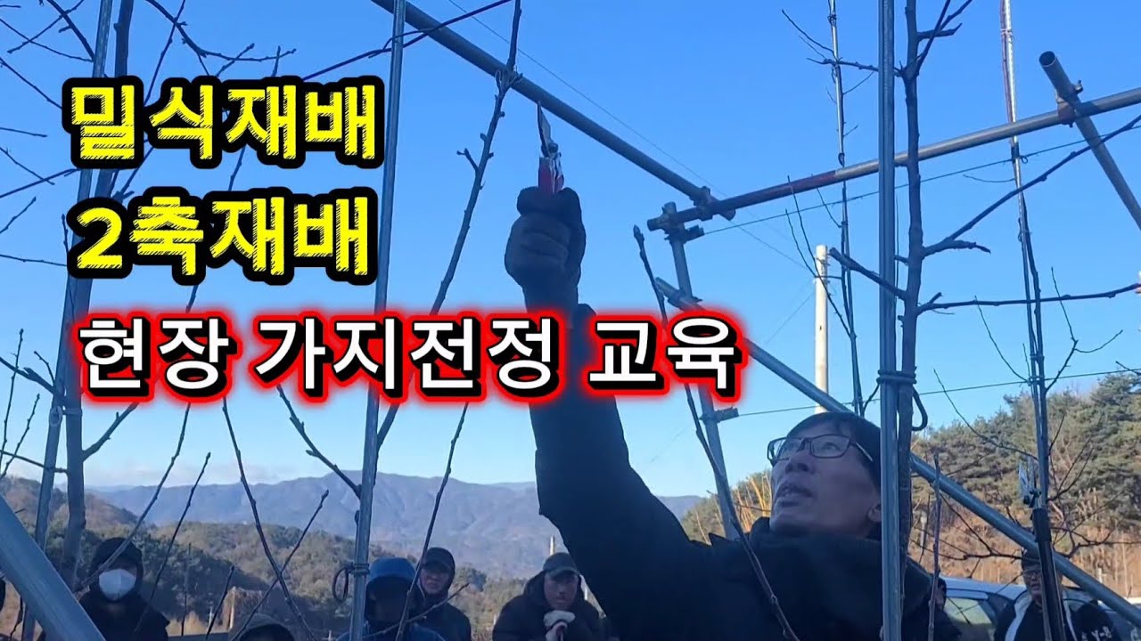 가지 전정 2축 밀식재배 현장교육