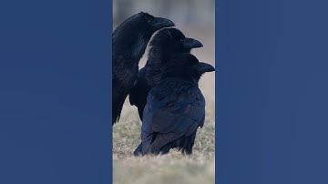 ✨ Ravens talking in their secret language—nature’s brilliance on display! 🐦 #birds #nature #wildlife