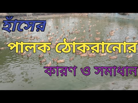 ভিডিও: হাঁস কেন নিজেদের প্রস্ফুটিত করে?