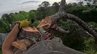 : SPEED LINING 2 PINE TREES OVER FENCE (RAW FOOTAGE)