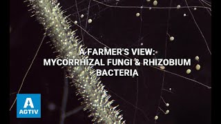 A Farmers View: Mycorrhizal Fungi & Rhizobium Bacteria