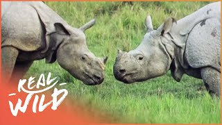 The Incredible Armour Plated Rhino Wildlife Documentary Real Wild