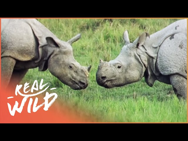 The Incredible Armour Plated Rhino (Wildlife Documentary) | Real Wild class=