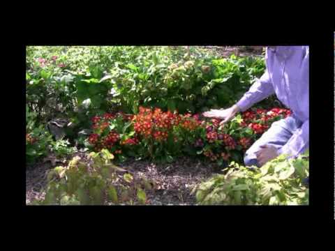 How to Grow and Care for Primroses Video