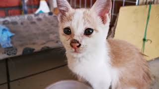 cute adorable cat