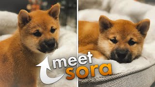 WE GOT A PUPPY! | Picking up Our New Shiba Inu