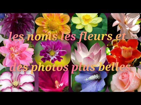 Vidéo: Les plus belles fleurs du jardin : noms et photos