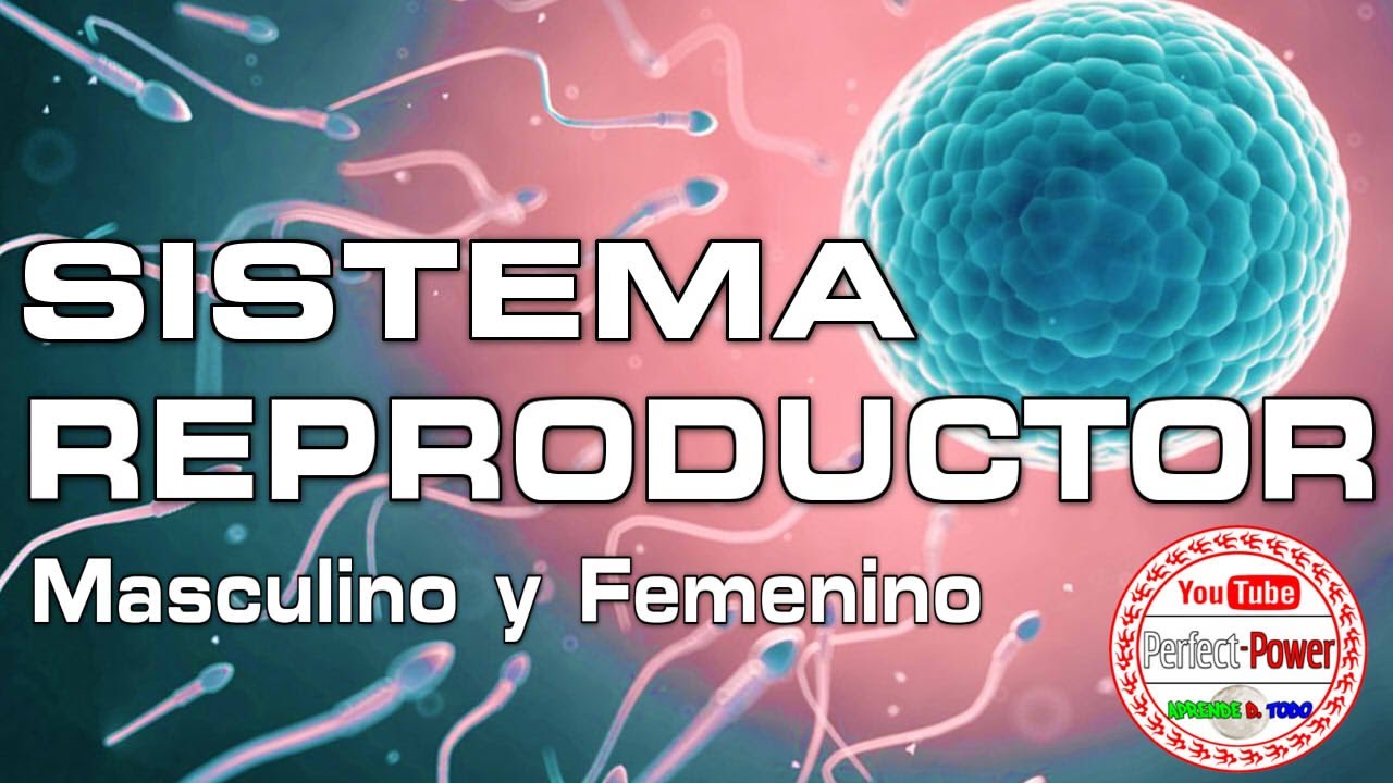 Sistema Reproductor Masculino Y Femenino Presentación Youtube