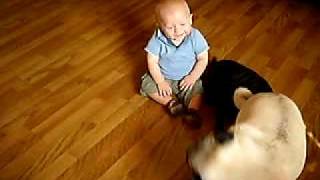 Pugs and laughing baby