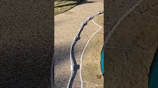 Polaris 280 Hose Tangled? 🌀 Quick Fix That Works All Year ☀️ #Polaris280 #PoolCare #PoolCleaner