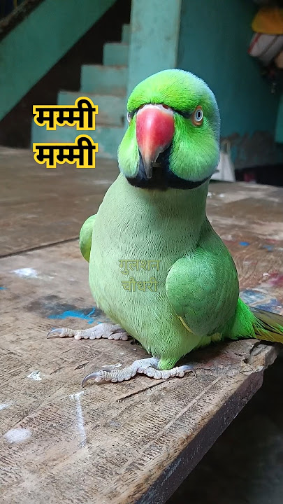 Parrot talking mummy say mithu mithu 🥰🦜😍🎉#shorts #mummy #mitthu #parrot #parrotsound #talkingparrot