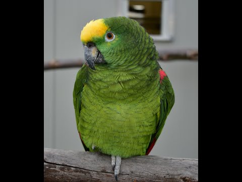 Ilyen, amikor egy amazon papagáj tisztán beszélget :) Amazon parrot speak. Talking parrot