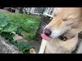 ダッシュてして煮干しを食べる白い犬