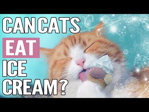 Is Ice Cream Safe For Cats? | Can Cats Eat Ice Cream?