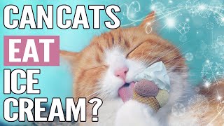 Is Ice Cream Safe For Cats? | Can Cats Eat Ice Cream?