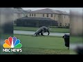 Check Ya' Later 'Gator: Massive Alligator Strolls On Golf Course | NBC News NOW