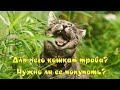 Для чего кошкам трава и нужно ли ее покупать  Why do cats need grass and whether to buy it