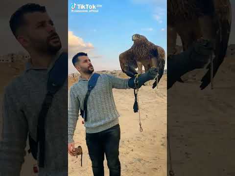 العقاب الجزائر السعودية قطر الامارات عمان