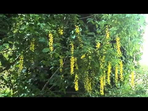Video: VanDusen Botanički vrt u Vancouveru