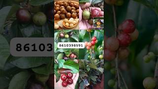 exotic fruits plants available #like #support #trending #viral #nature #live #shortsviral #shorts