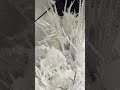 Raz 33.5" Ice Christmas Tree Spray F4617603