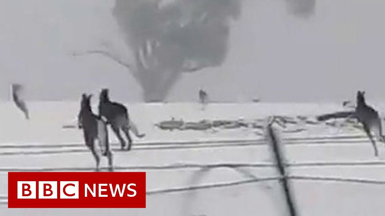 Kangaroos Enjoy Rare Snow In Australia Bbc News Youtube