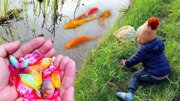 Tìm bắt con cá vàng lạ mắt ở cánh đồng bỏ hoang #cávàng #concá #fishing #bắtcávàng #tìmbắtcávàng