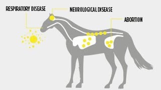 فيروس هربس الخيول: أعراض المرض، العلاج و طرق الوقاية- Equine Herpesvirus