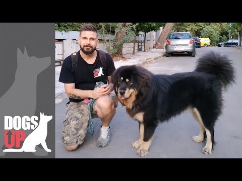Βίντεο: Υποαλλεργικό, υγεία και διάρκεια ζωής φυλής σκύλου μαστίφ