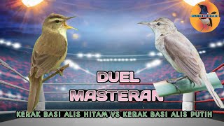 Duel Masteran Kerak Basi Alis Hitam VS Kerak Basi Alis Putih