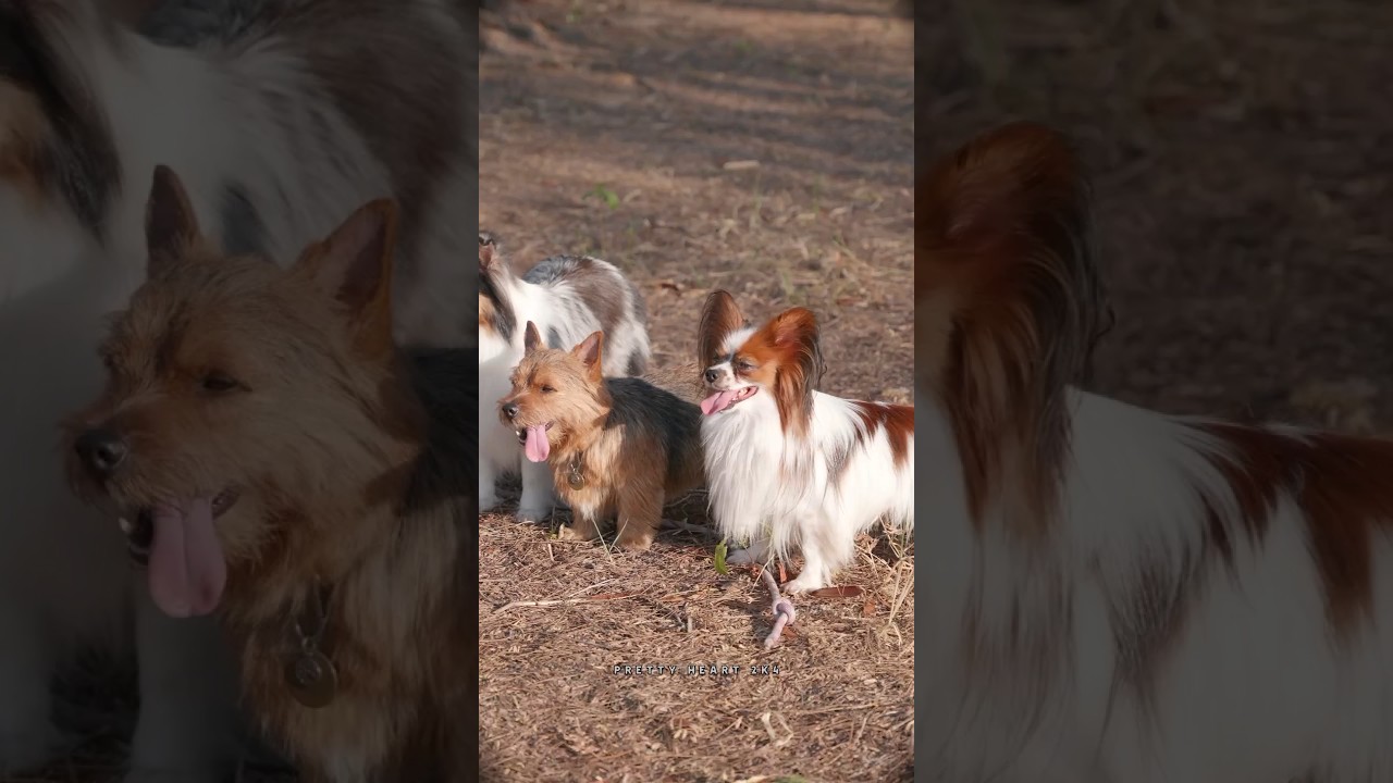 Pawsitively Beautiful: Heartwarming Dog Moments" | 🐕 Cute dogs 