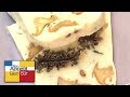 Recette terrine de champignons  chef jacques marcon