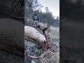 Funny Times Elk hunting #elkhunting #hunting #bowhunting