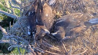 AEF-NEFL Eagles 🦅 Sweet Moments with Eve & Kai Before They Leave 🐥💖🦅2025 Apr 4-9 2026