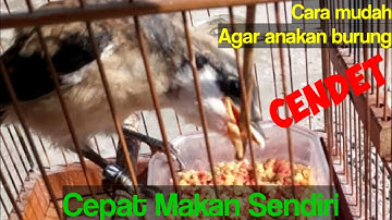 Cara mudah agar anakan cendet cepat makan sendiri