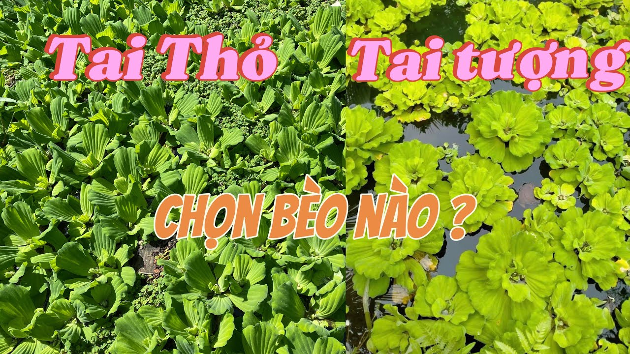 Phân biệt bèo tai thỏ và bèo tai tượng, cách dưỡng bèo tai tượng đúng ...