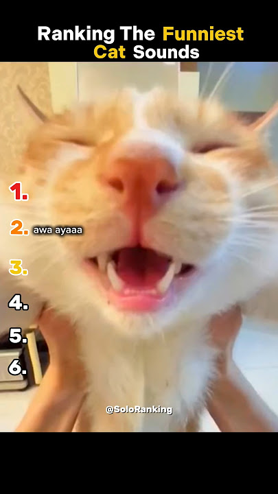Ranking The Funniest Cat Sounds #shorts