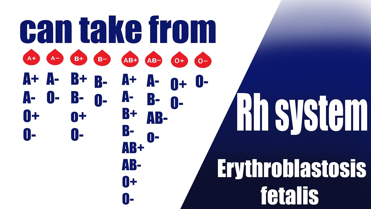 Rh blood system & Erythroblastosis fetalis, universal donor and ...