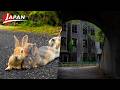 Visiting Okunoshima: Japan's Famous Rabbit Island