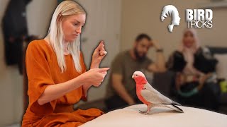 Working With One Frustrated Galah | Part 2