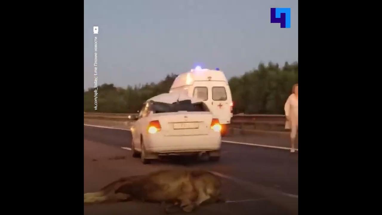 Штраф за сбитую косулю в 2023 году. Штрафы за сбитых животных. Штраф за сбитое животное. Лось сбил женщину с собакой салават. Штраф за сбитого лося в 2024 году.