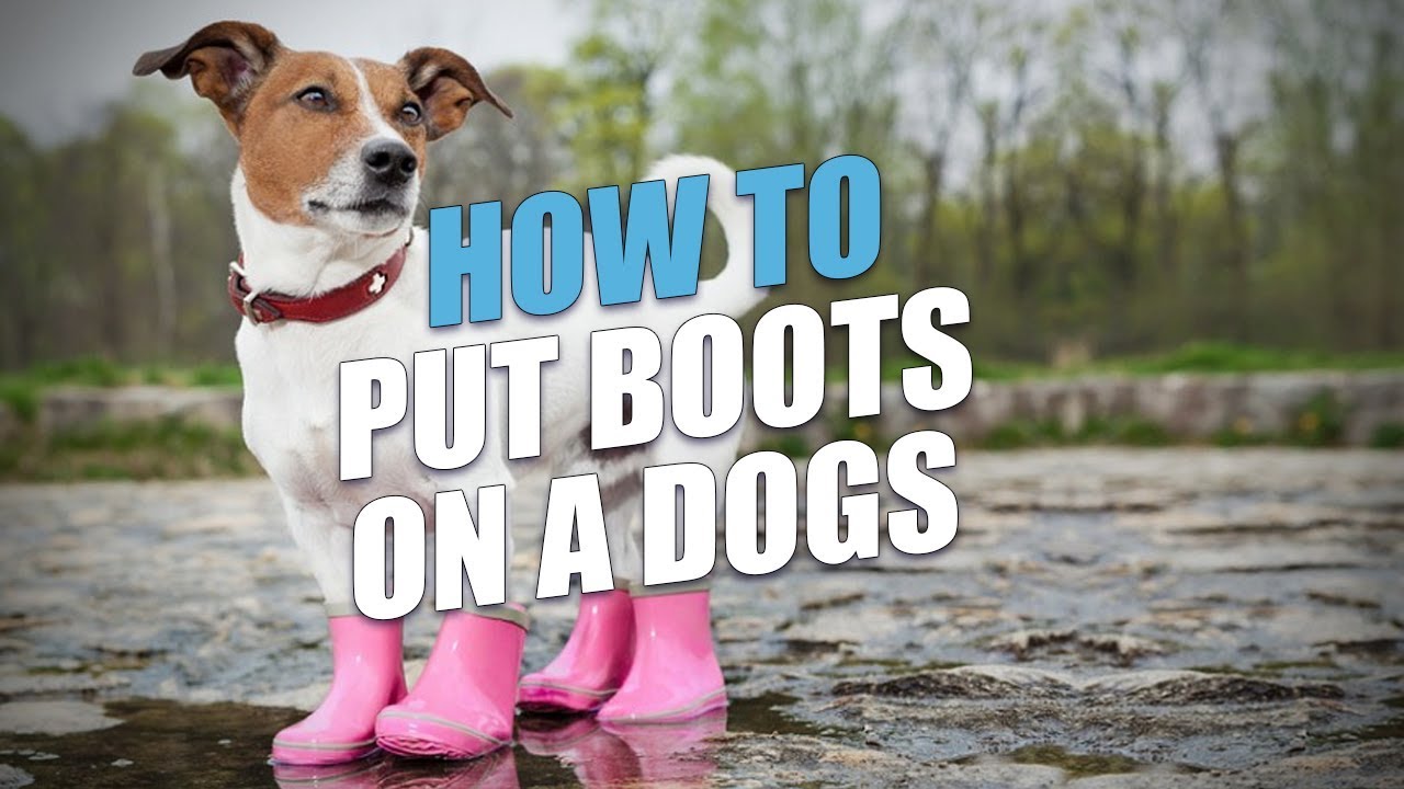 how do i teach my dog to wear boots